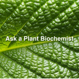 A Plant Biochemist breaks down Freak Shake's flavonoid supplementation strategy