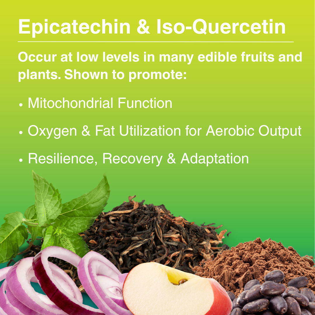 FUEL & HYDRATE Drink Mix - Citrus - 6 Stick Packs